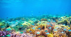 Keindahan taman bawah laut Gili Kondo Lombok