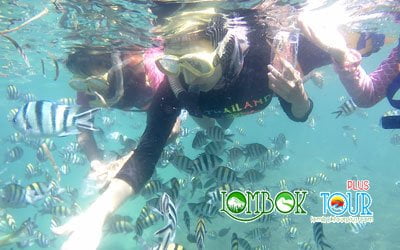 Indahnya taman bawah laut gili Lombok