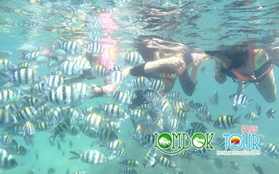 Melihat langsung penghuni taman bawah laut Lombok